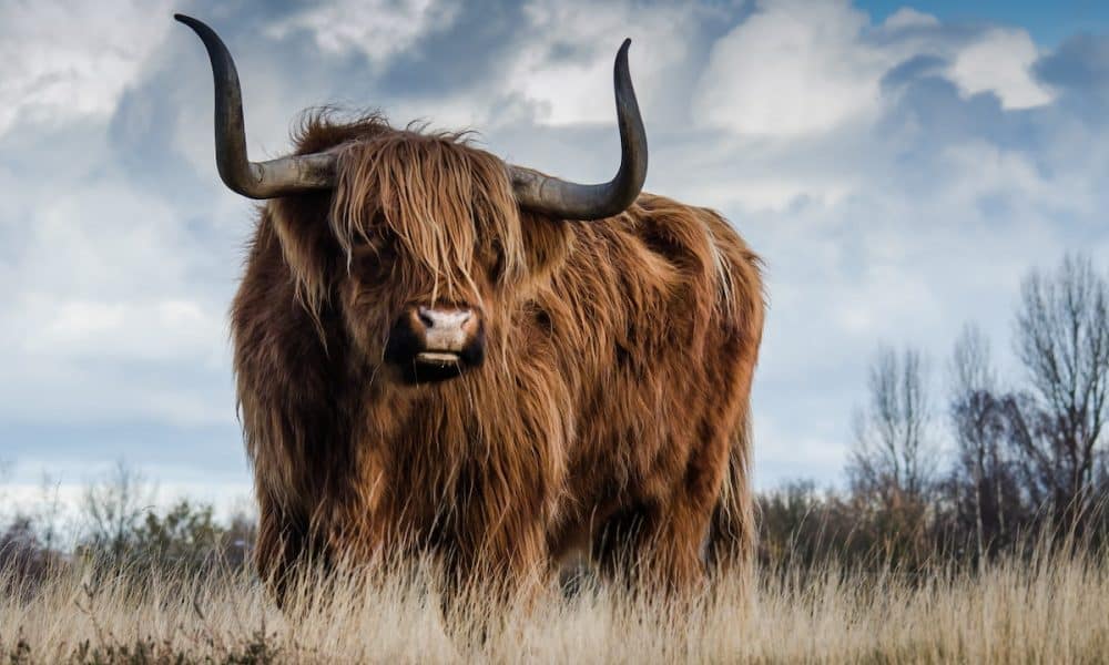 Algorand (ALGO) Price Prediction 2025-2030: ALGO’s bullish bias to continue?