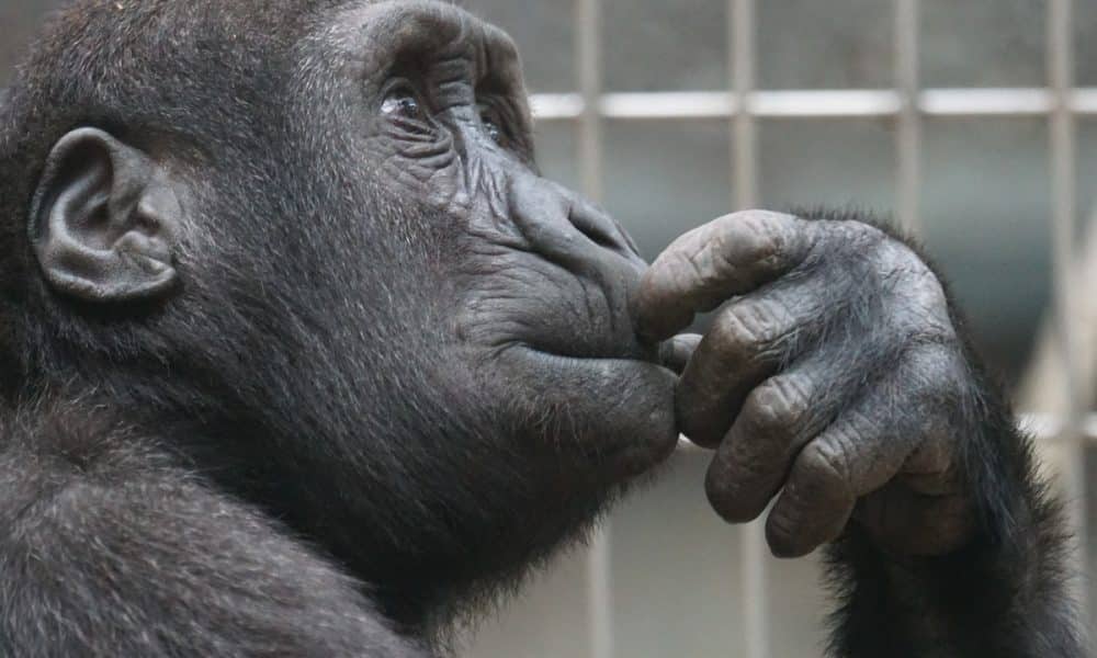 ApeCoin [APE] $4.849 support holds as bears struggle: Is a price reversal imminent?