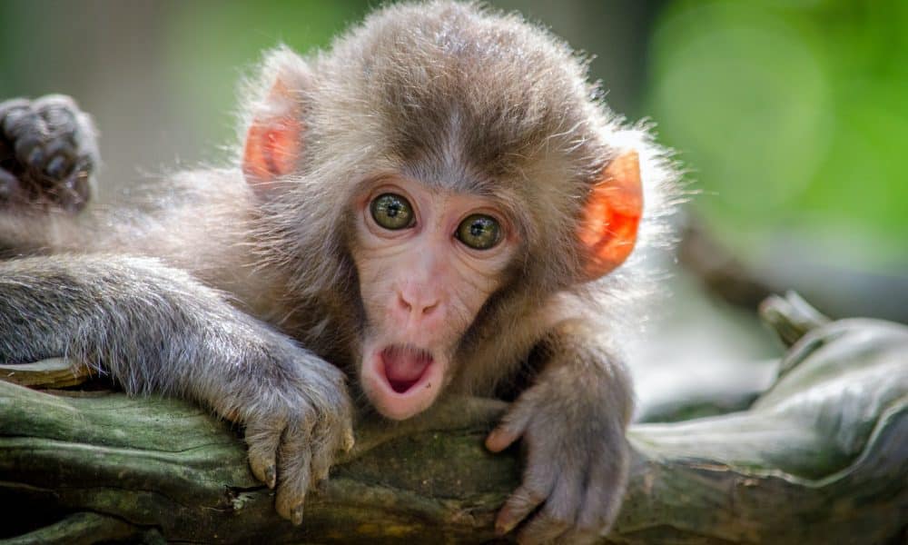 ApeCoin [APE] moves to a higher range, but there’s an issue