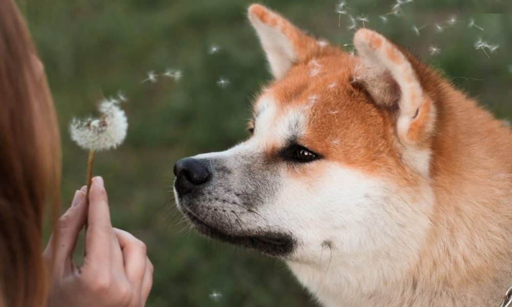 Can Shiba Inu’s Metaverse update help SHIB continue its bull rally? 