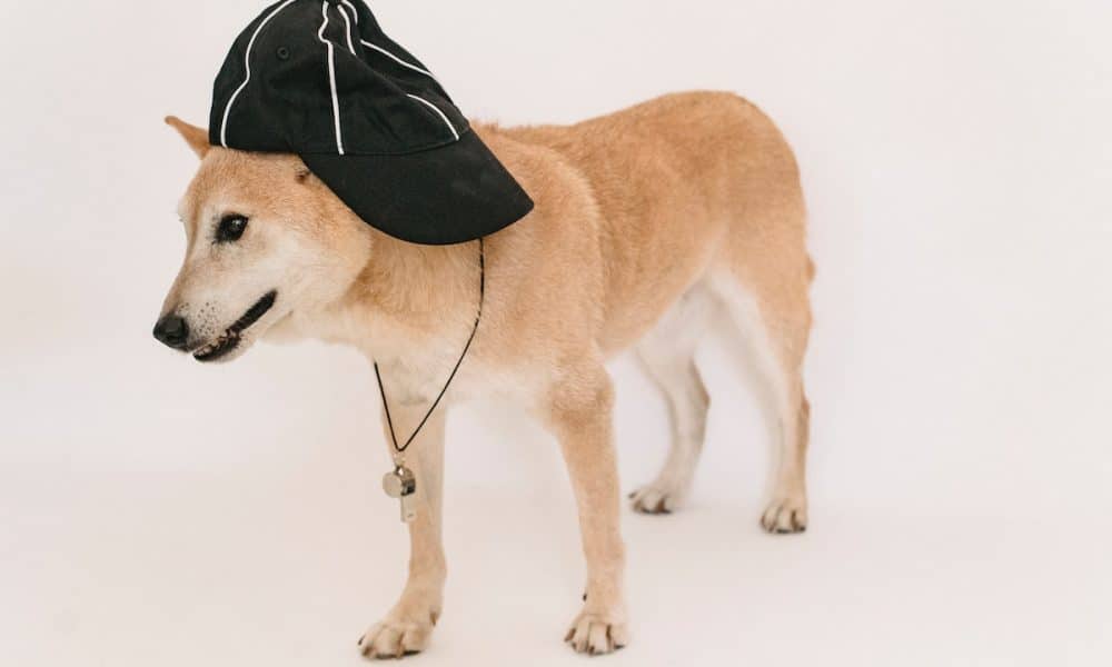 ‘Collectible NFTs’ fail to bolster SHIB utility: An exercise in futility?