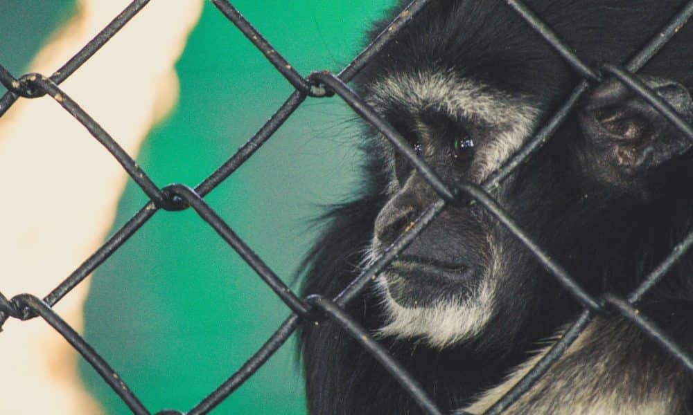 Could ApeCoin “dash” to the top with this game? These metrics suggest…