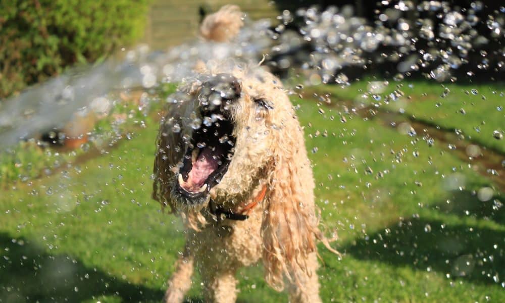 Dogecoin (DOGE) Price Prediction 2025-2030: DOGE closer to $1 than ever before