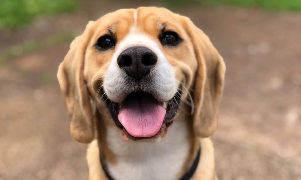 Dogecoin: Here’s how consistent decline in trading volume might affect you