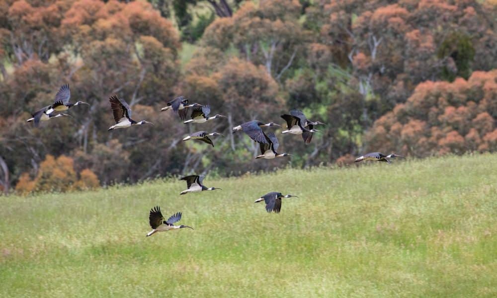 LTC traders can watch out for these crucial levels to determine a move past $100