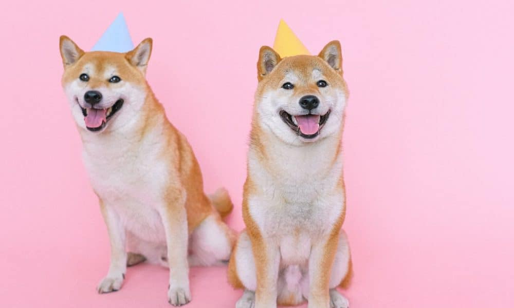 Shiba Inu Coin (SHIB) Price Prediction 2025-2030: SHIB continues to impress, with…