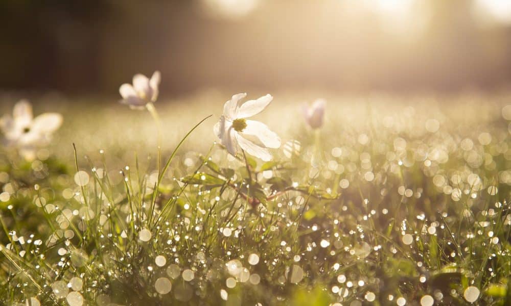 Shiba Inu reaches the 61.8% Fibonacci extension level – a wave of profit-taking could ensue