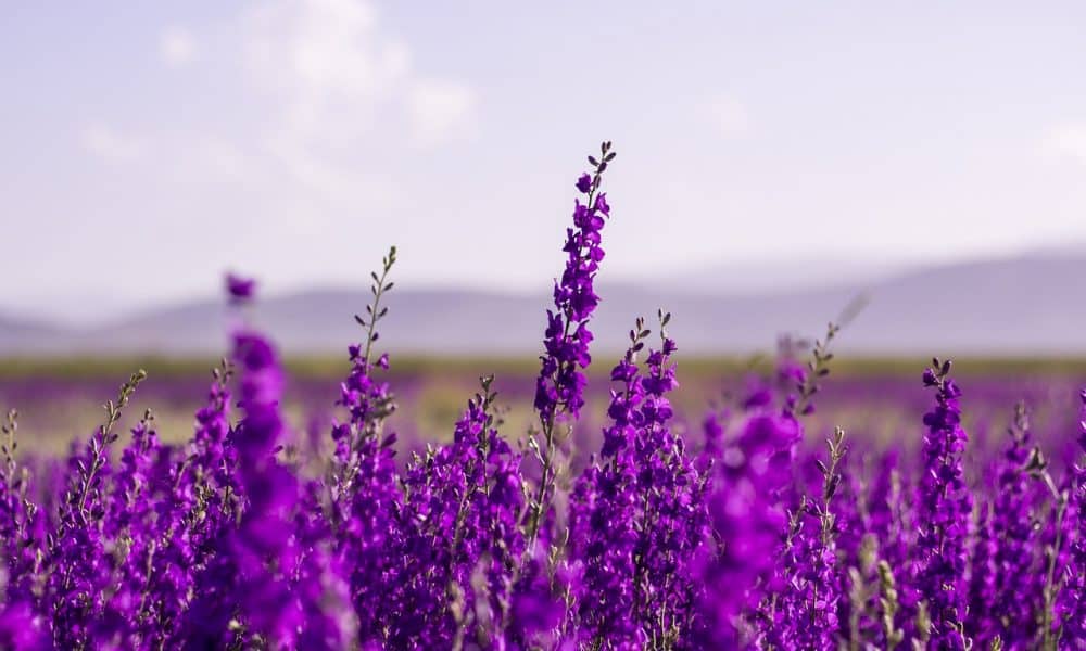 Shiba Inu slips beneath bullish order block – what should you expect