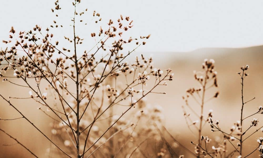 Solana (SOL) Price Prediction 2025-30: How high can SOL go?