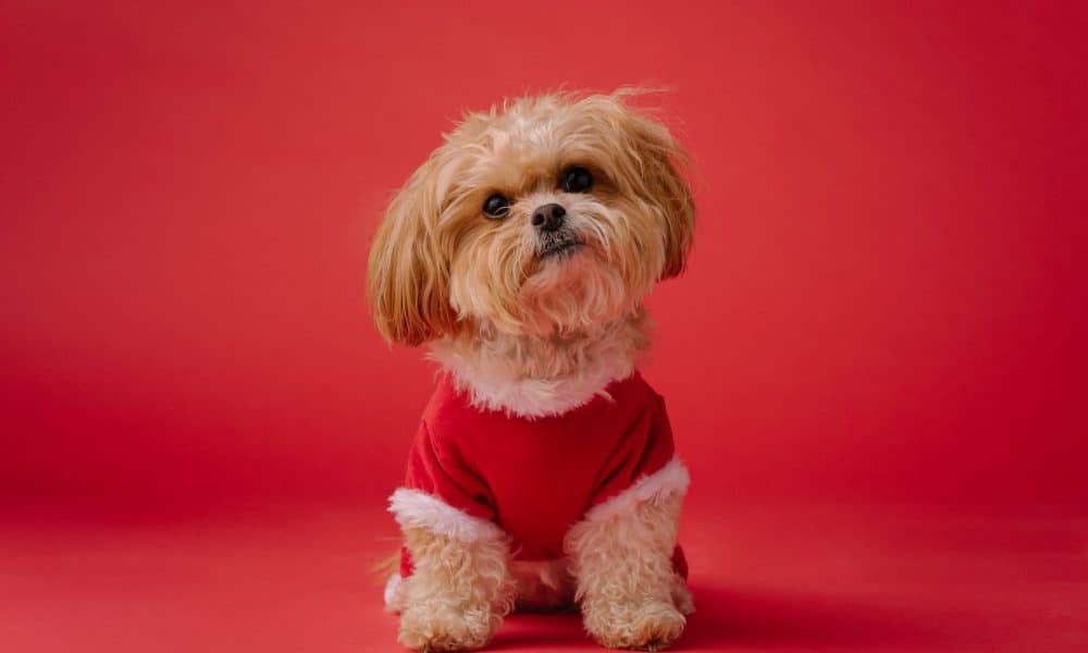 Solana [SOL] lets the dog out; Is this a winning chapter in making?