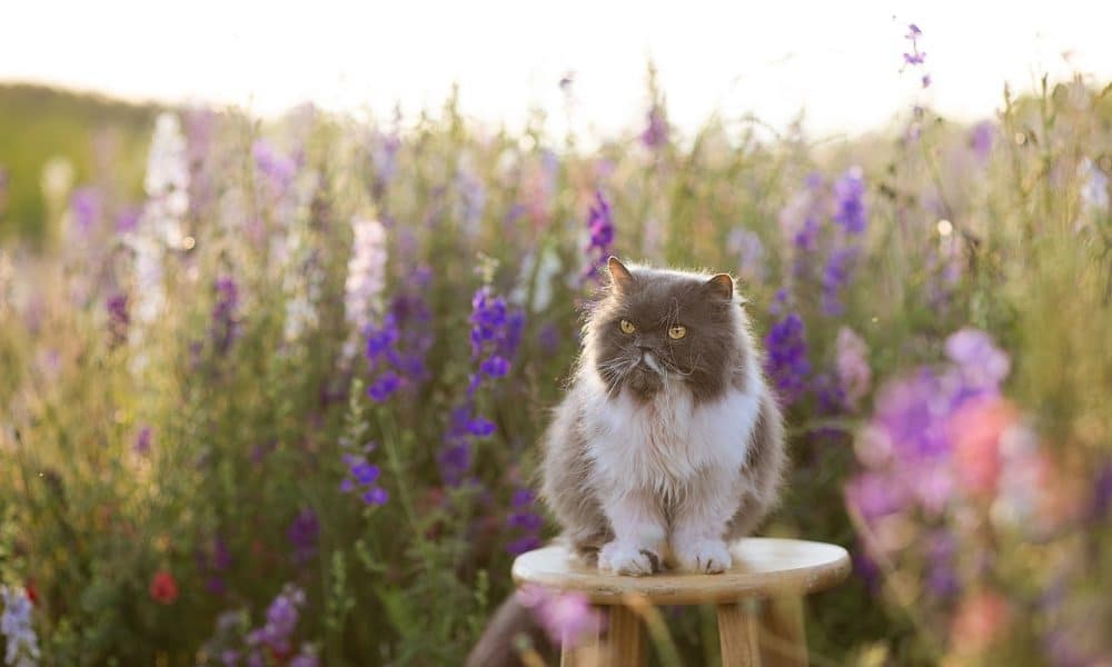 Solana [SOL] retests former range lows: Are further gains unlikely?