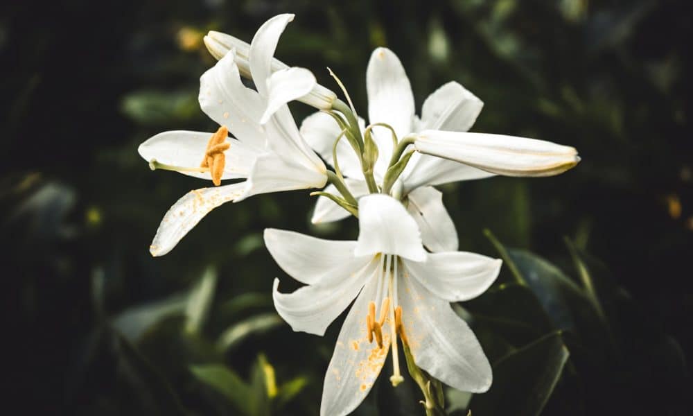 Terra LUNA Classic [LUNC] Price Prediction 2025-2030: LUNC bad days are…