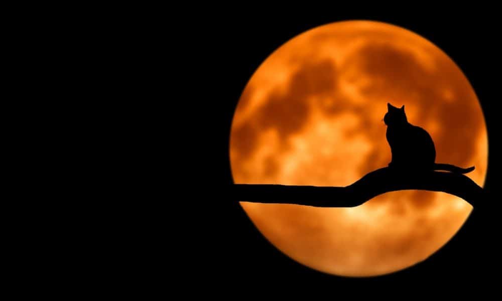 Terra LUNA Classic [LUNC] Price Prediction 2025-2030: LUNC to brush off FTX FUD?