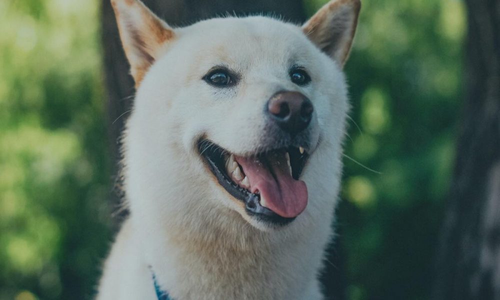 Why does Shiba Inu [SHIB] continue to stagger despite the Shibarium update?