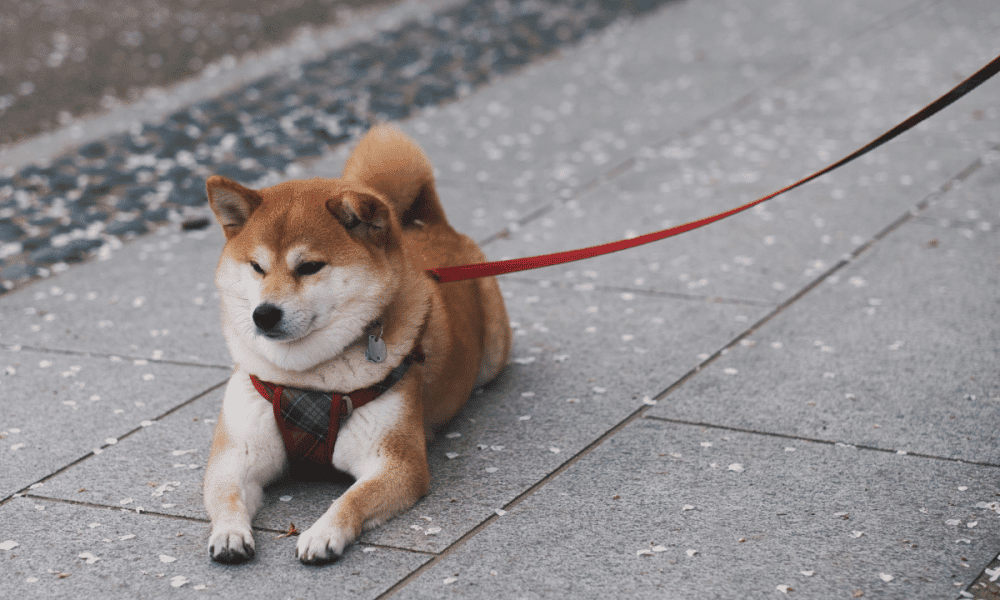 Dogecoin: These metrics spike as Elon Musk reveals ‘dog-themed’ CEO