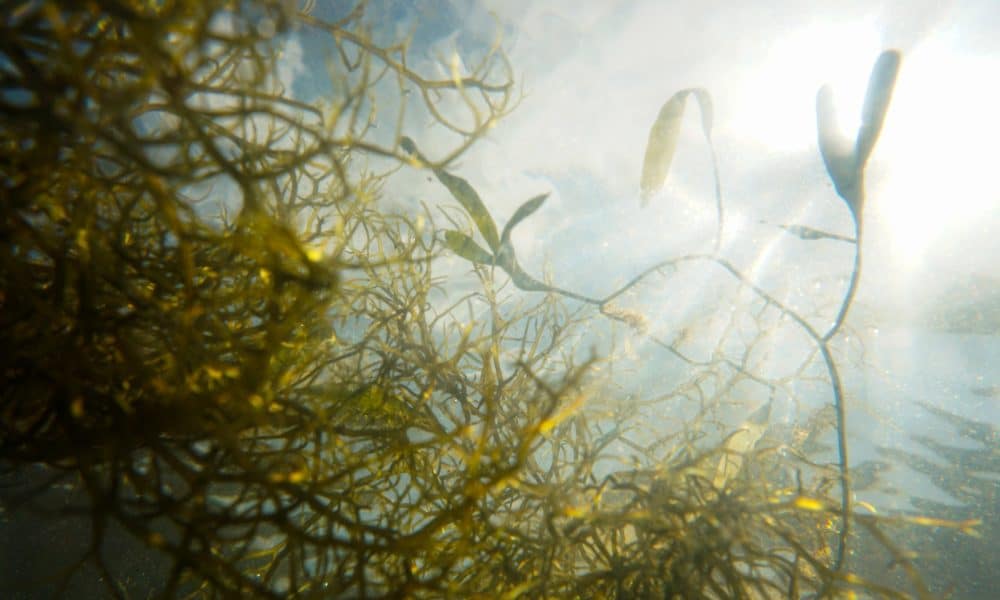 Algorand (ALGO) Price Prediction 2025-2030: ALGO falls below resistance level to…