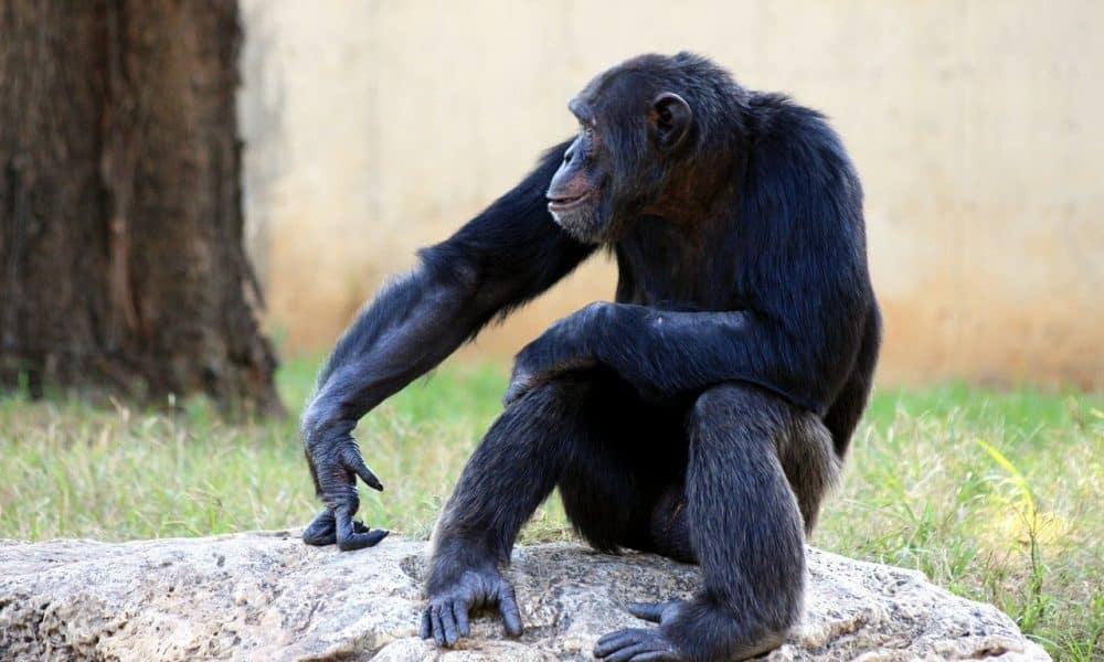 ApeCoin [APE] retraces to perch atop $5 – will bulls maintain the uptrend?