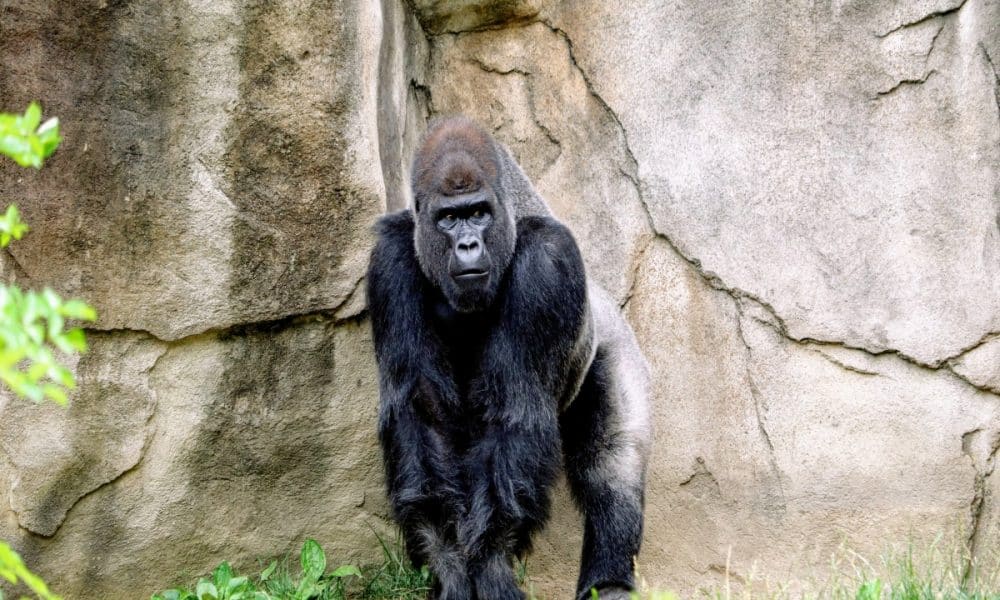 Apecoin [APE] staking might have been its undoing in Q4 2022, new report shows