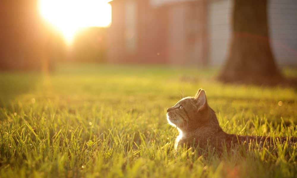 Arbitrum: Do rising transactions hint towards token launch anticipation?