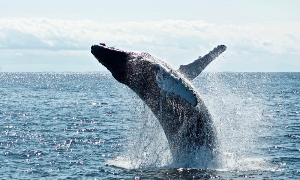 Cardano: Why increase in whale transactions should be a cause of concern