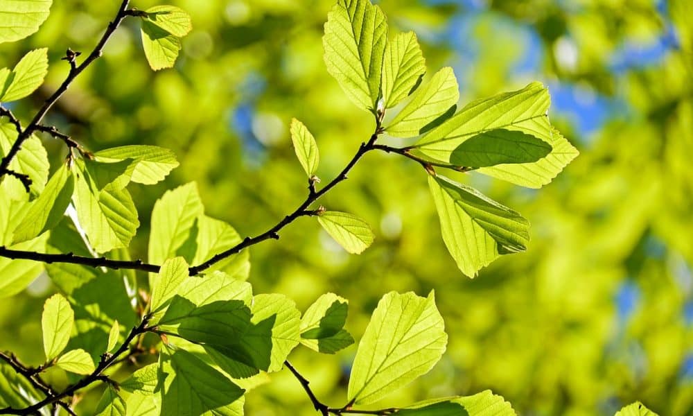 Litecoin [LTC] bounces from $90, will there be a breakout past $100 this time?