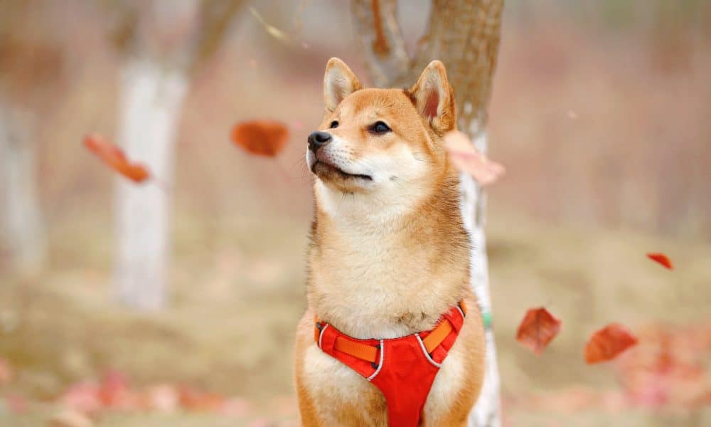 Shiba Inu Coin (SHIB) Price Prediction 2025-2030: Price spurs as SHIB utility grows