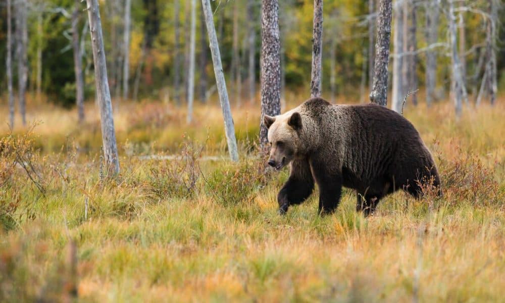 VeChain reaches new milestone, but will it be enough to beat the bears?  