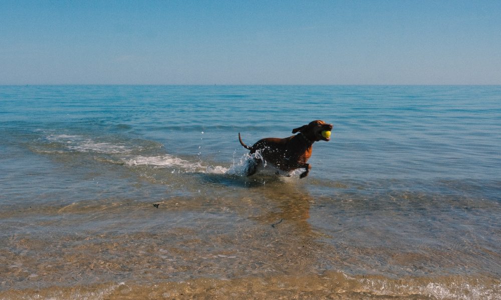 Whales move $60 million in FET as prices rise by this %, details inside